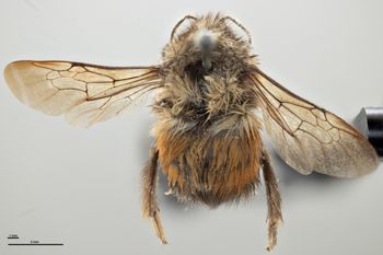 Media type: image;   Entomology 810710 Aspect: habitus dorsal view